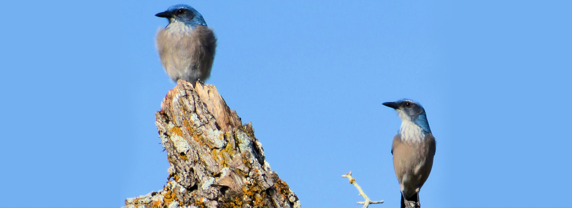 Roberts Ranch Wildlife Scrub Jay